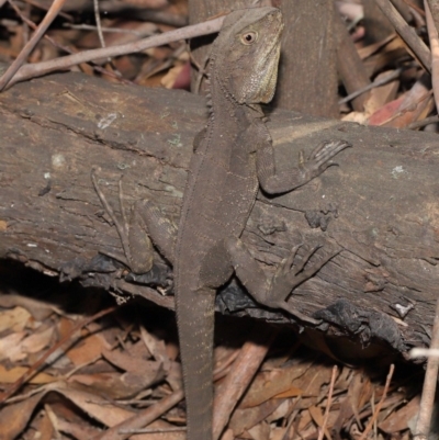 Intellagama lesueurii howittii (Gippsland Water Dragon) at Tidbinbilla Nature Reserve - 24 Dec 2019 by TimL