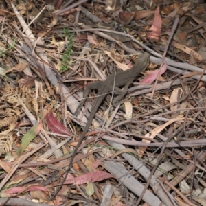 Intellagama lesueurii howittii at Paddys River, ACT - 24 Dec 2019