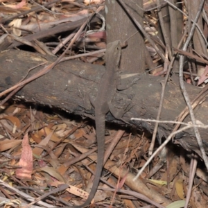 Intellagama lesueurii howittii at Paddys River, ACT - 24 Dec 2019