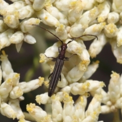 Syllitus microps (Longicorn or Longhorn beetle) at Paddys River, ACT - 24 Dec 2019 by TimL