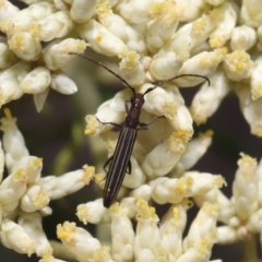 Syllitus microps (Longicorn or Longhorn beetle) at Tidbinbilla Nature Reserve - 24 Dec 2019 by TimL