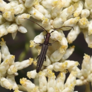 Syllitus microps at Paddys River, ACT - 24 Dec 2019 12:13 PM