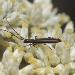 Syllitus microps at Paddys River, ACT - 24 Dec 2019