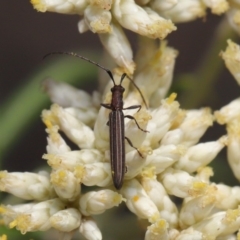 Syllitus microps at Paddys River, ACT - 24 Dec 2019 12:13 PM