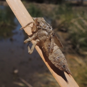 Libellulidae (family) at Gordon, ACT - 27 Nov 2019 01:12 PM