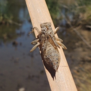 Libellulidae (family) at Gordon, ACT - 27 Nov 2019 01:12 PM