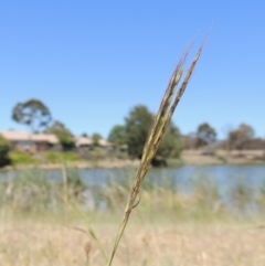 Bothriochloa macra (Red Grass, Red-leg Grass) at Gordon, ACT - 27 Nov 2019 by michaelb