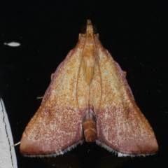 Endotricha pyrosalis (A Pyralid moth (Endotrichinae) at Ainslie, ACT - 11 Jan 2020 by jb2602