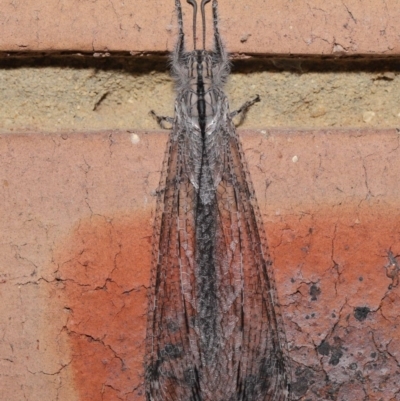 Heoclisis fundata (Antlion lacewing) at Evatt, ACT - 26 Dec 2019 by TimL