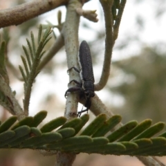 Rhinotia sp. (genus) (Unidentified Rhinotia weevil) at Bellmount Forest, NSW - 11 Jan 2020 by Christine
