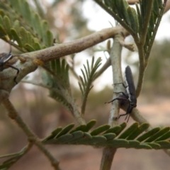 Rhinotia sp. (genus) at Bellmount Forest, NSW - 11 Jan 2020