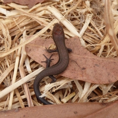 Lampropholis delicata (Delicate Skink) at Dunlop, ACT - 11 Jan 2020 by Christine