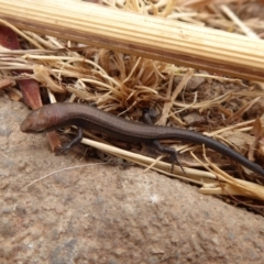 Lampropholis delicata at Dunlop, ACT - 12 Jan 2020