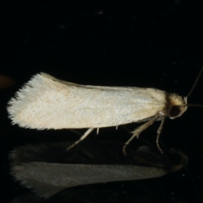 Microbela allocoma (A concealer moth) at Ainslie, ACT - 11 Jan 2020 by jb2602