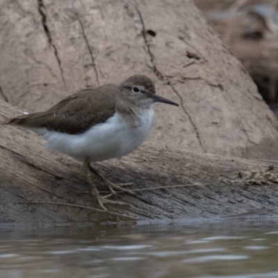 Actitis hypoleucos (Common Sandpiper) at Isabella Pond - 10 Jan 2020 by rawshorty