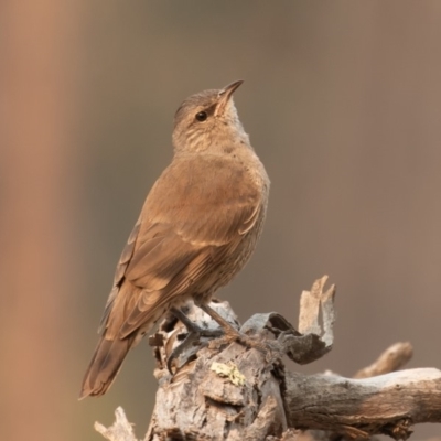 Climacteris picumnus (Brown Treecreeper) at Bellmount Forest, NSW - 11 Jan 2020 by rawshorty