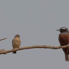 Aphelocephala leucopsis at Bellmount Forest, NSW - 11 Jan 2020