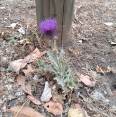 Onopordum acanthium (Scotch Thistle) at Lake Burley Griffin Central/East - 12 Jan 2020 by bookworm422