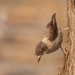 Daphoenositta chrysoptera (Varied Sittella) at Bellmount Forest, NSW - 11 Jan 2020 by rawshorty