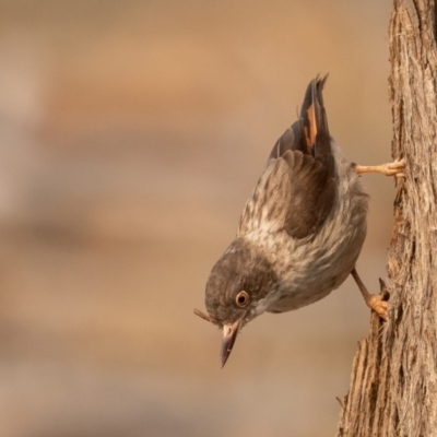 Daphoenositta chrysoptera (Varied Sittella) at Bellmount Forest, NSW - 11 Jan 2020 by rawshorty