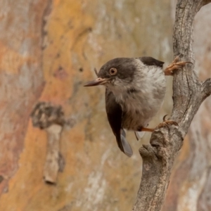 Daphoenositta chrysoptera at Bellmount Forest, NSW - 11 Jan 2020