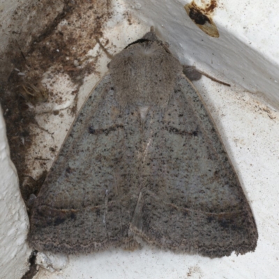 Pantydia sparsa (Noctuid Moth) at Ainslie, ACT - 11 Jan 2020 by jb2602