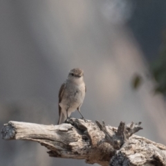 Microeca fascinans (Jacky Winter) at Bellmount Forest, NSW - 11 Jan 2020 by rawshorty