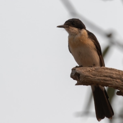 Myiagra inquieta (Restless Flycatcher) at Bellmount Forest, NSW - 11 Jan 2020 by rawshorty