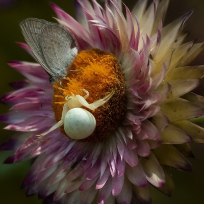 Thomisus spectabilis (Spectacular Crab Spider) at Acton, ACT - 8 Jan 2020 by WHall