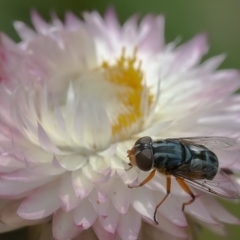 Austalis copiosa (Hover fly) at Acton, ACT - 8 Jan 2020 by WHall