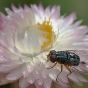 Austalis copiosa at Acton, ACT - 8 Jan 2020