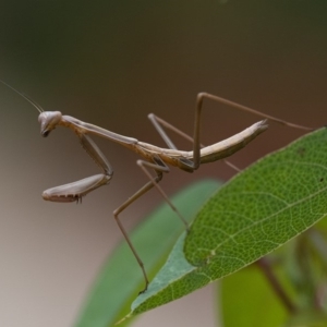 Mantodea (order) at Acton, ACT - 8 Jan 2020