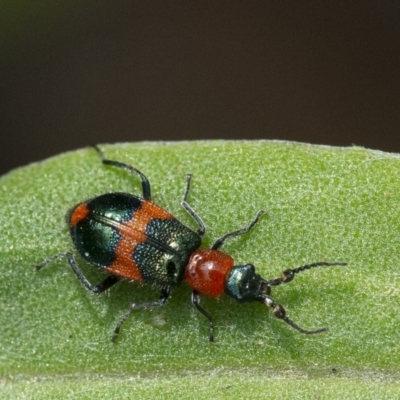 Dicranolaius bellulus (Red and Blue Pollen Beetle) at Acton, ACT - 8 Jan 2020 by WHall