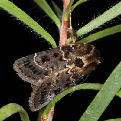 Proteuxoa sanguinipuncta (Blood-spotted Noctuid) at Ainslie, ACT - 11 Jan 2020 by jb2602