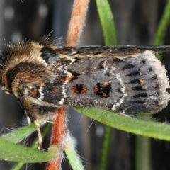 Proteuxoa sanguinipuncta at Ainslie, ACT - 11 Jan 2020