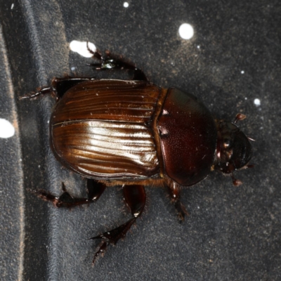 Onitis aygulus (Aygulus dung beetle) at Ainslie, ACT - 10 Jan 2020 by jb2602