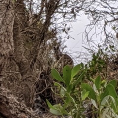 Wallabia bicolor (Swamp Wallaby) at Conjola Bushcare - 5 Jan 2020 by DonnaH