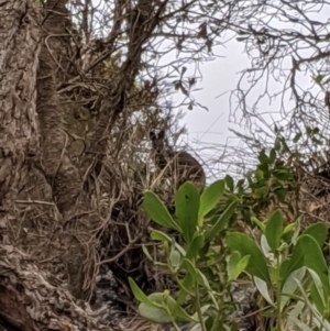 Wallabia bicolor at Narrawallee Creek Nature Reserve - 5 Jan 2020 12:55 PM