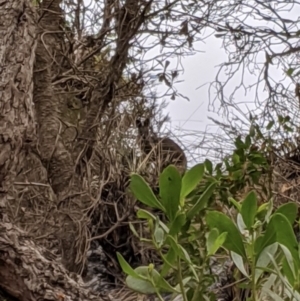 Wallabia bicolor at Narrawallee Creek Nature Reserve - 5 Jan 2020