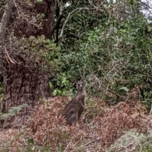 Macropus giganteus at Lake Conjola, NSW - 5 Jan 2020