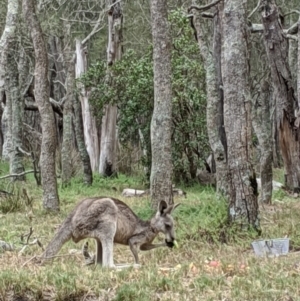 Macropus giganteus at Lake Conjola, NSW - 9 Jan 2020