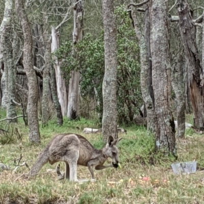 Macropus giganteus (Eastern Grey Kangaroo) at Lake Conjola, NSW - 9 Jan 2020 by DonnaH
