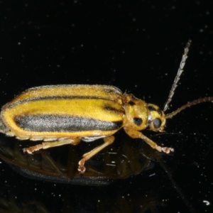 Xanthogaleruca luteola at Ainslie, ACT - 10 Jan 2020