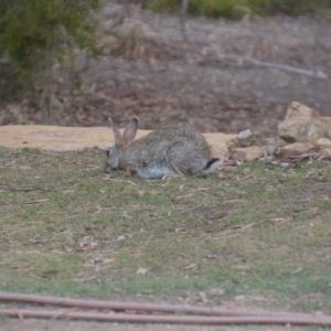 Oryctolagus cuniculus at Wamboin, NSW - 23 Nov 2019 08:57 AM