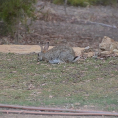 Oryctolagus cuniculus (European Rabbit) at Wamboin, NSW - 22 Nov 2019 by natureguy