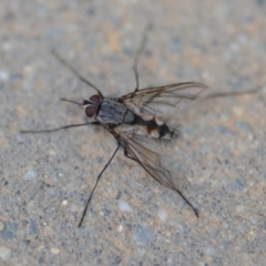 Prosena sp. (genus) (A bristle fly) at QPRC LGA - 23 Nov 2019 by natureguy
