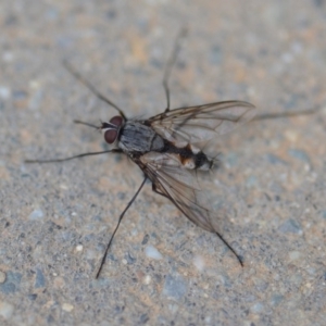 Prosena sp. (genus) at Wamboin, NSW - 23 Nov 2019 11:40 AM