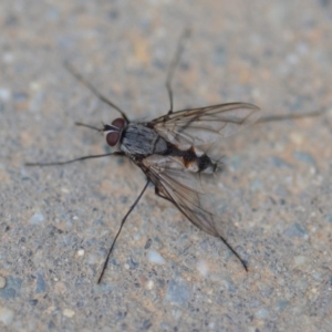 Prosena sp. (genus) at Wamboin, NSW - 23 Nov 2019