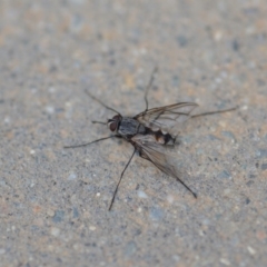 Prosena sp. (genus) at Wamboin, NSW - 23 Nov 2019 11:40 AM