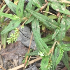 Persicaria prostrata (Creeping Knotweed) at The Pinnacle - 12 Jan 2020 by JaneR